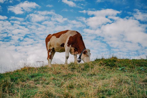 Free Cow Eating Grass Under Blue Sky Stock Photo