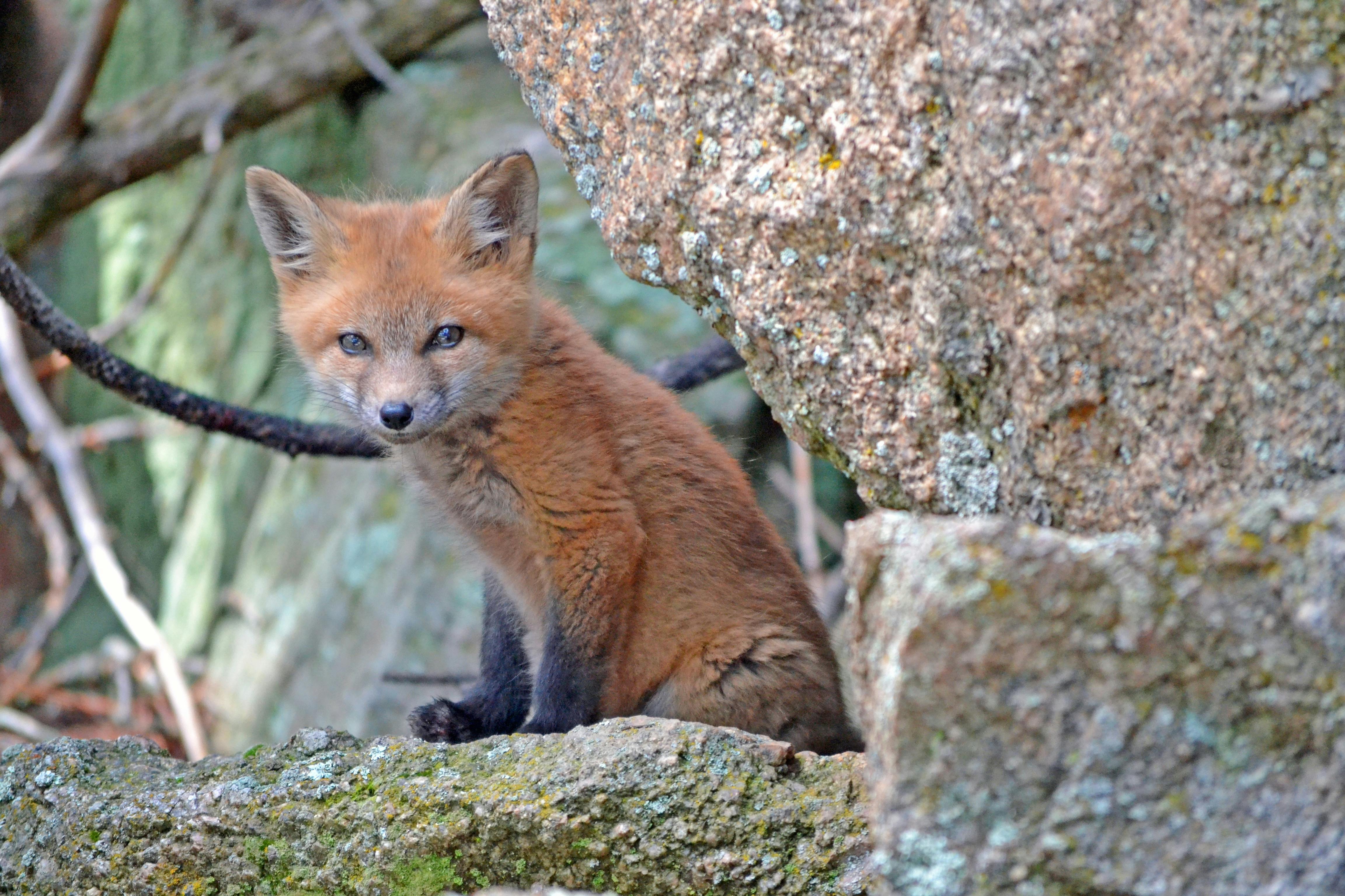 Cute Animals baby fox images