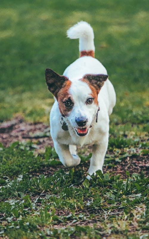 Close-Up Shot of a Jack Russell Terrier Running on a Grassy Field