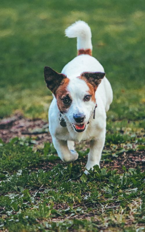 Free Adorable Jack Russell Terrier running in a grassy field, capturing the joy of outdoor play. Stock Photo