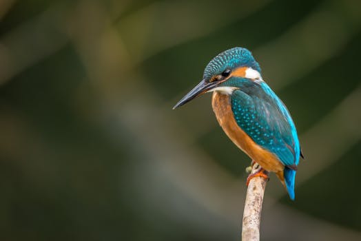 Free stock photo of nature, bird, animal, beak