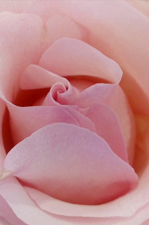 Pink Rose In Close Up Photo