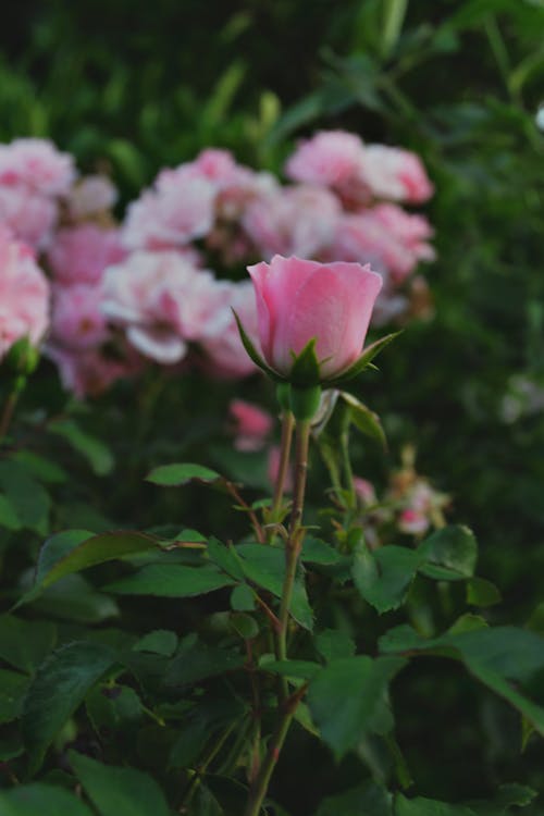 Close-Up Shot of a Pink Rose in Bloom