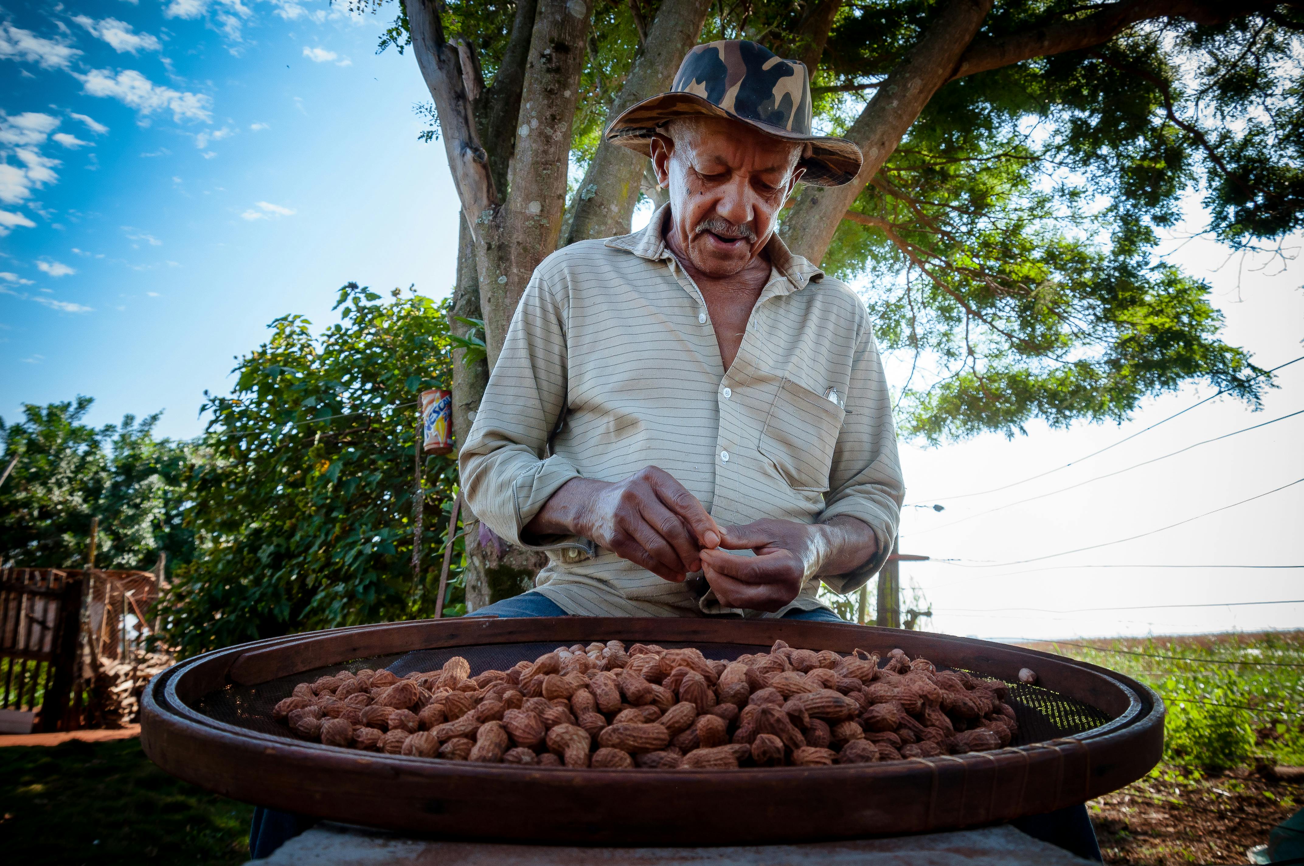 Elderly man peeling peanuts under a tree in Terra Roxa, Brazil, enjoying a sunny day.