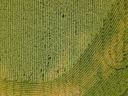 Aerial View of a Rice Field