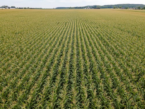 An Agricultural Land