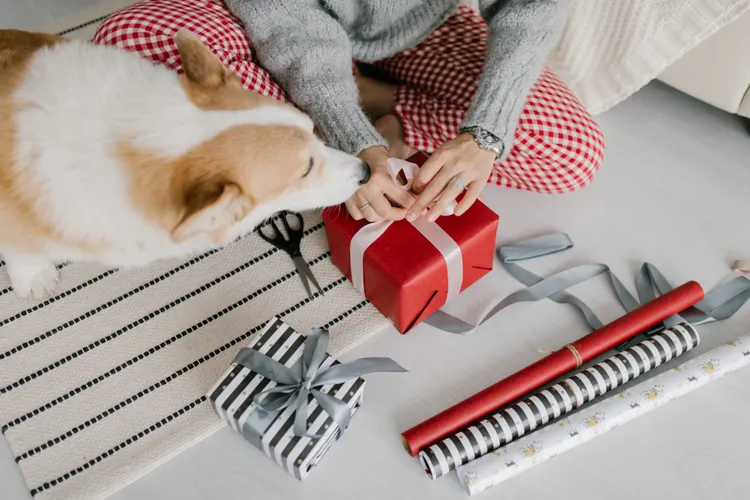 Dog wearing an accessory — dog bandanas and neckwear are among the most consistently used daily accessories for dogs