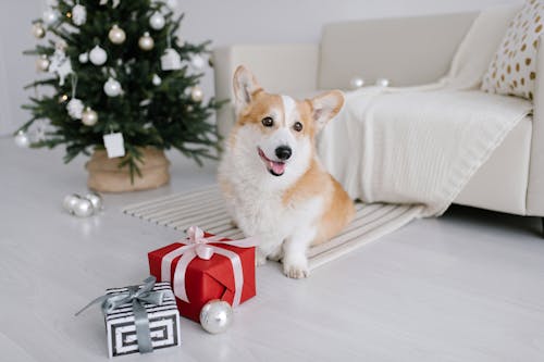 коричнево белый щенок корги рядом с красной подарочной коробкой