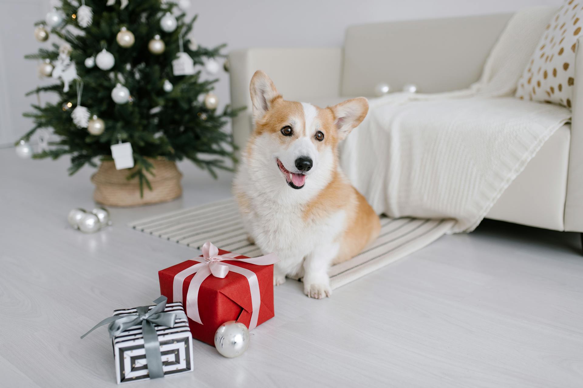 Un corgi assis à côté des cadeaux de Noël