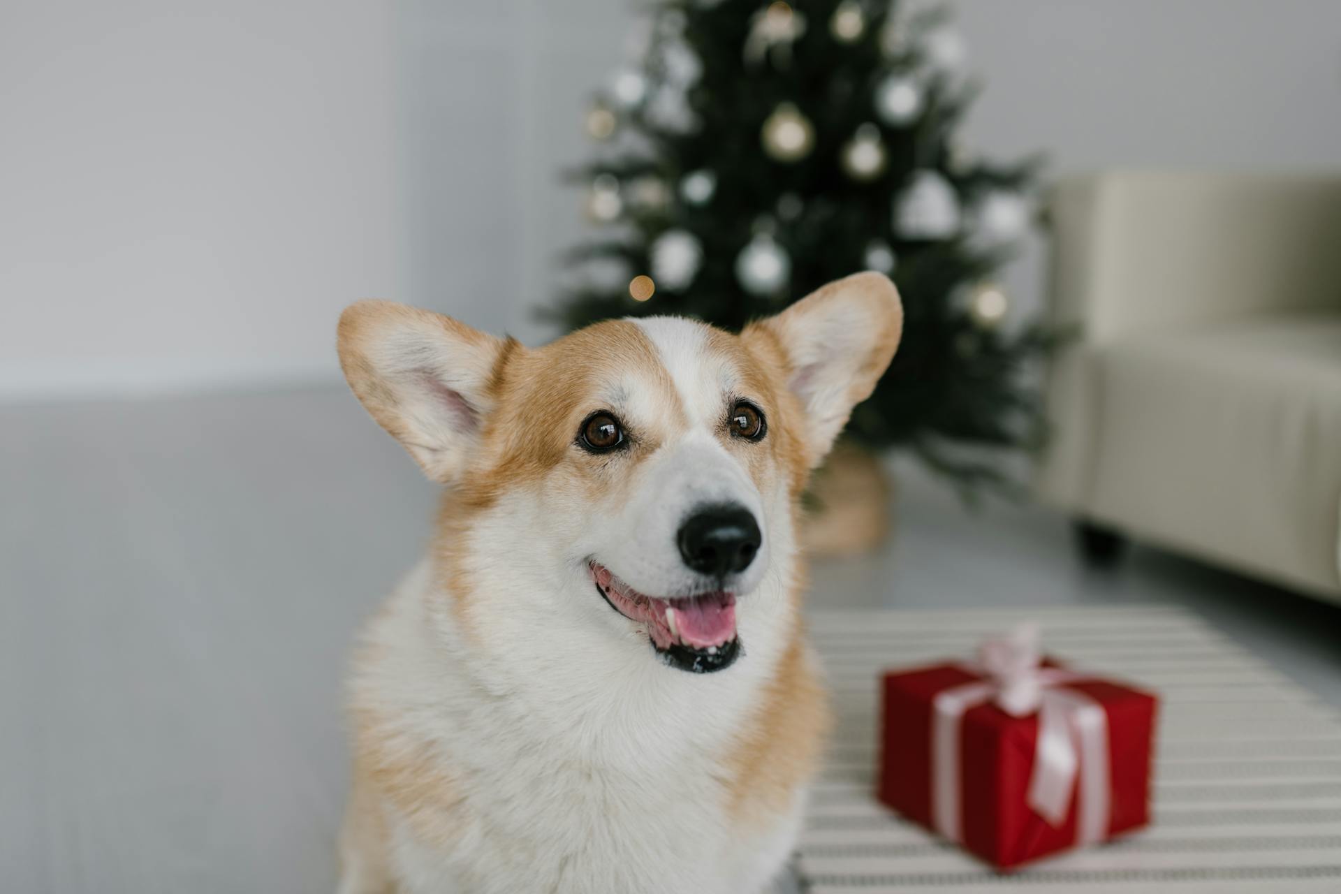 Close-Up Shot of a Corgi Dog