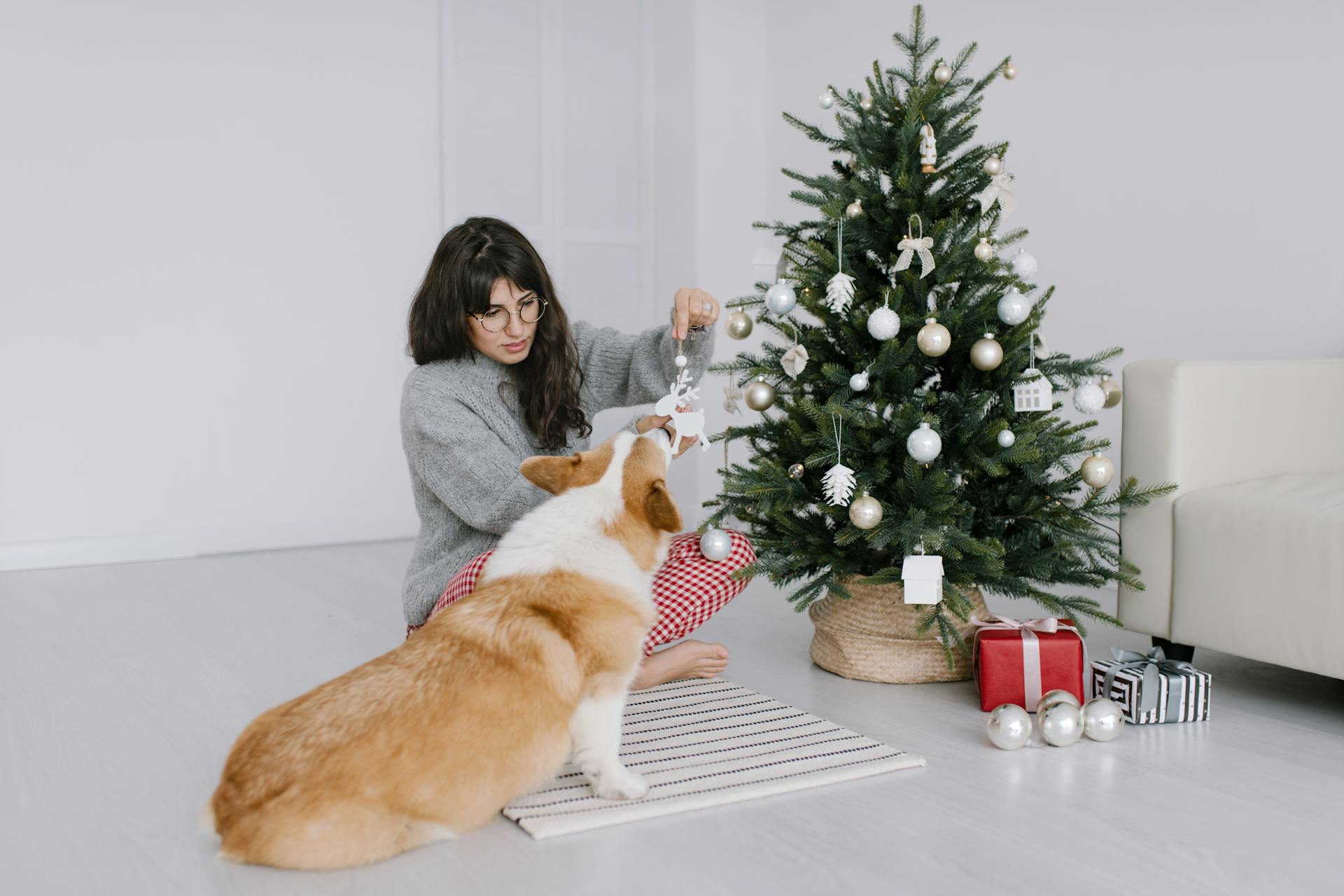 Une femme en pull gris montre l'ornement de Noël à son chien Corgi