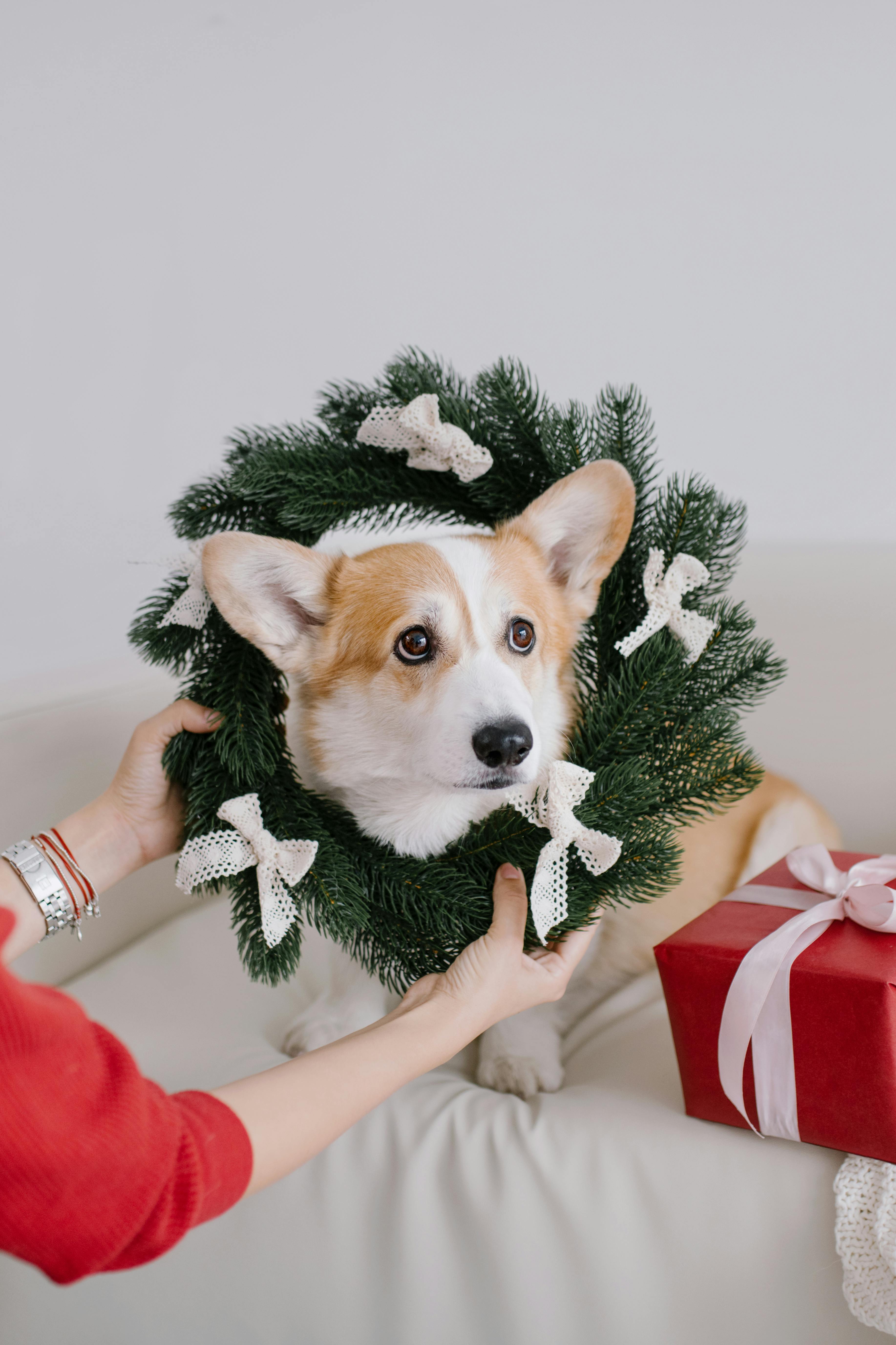 hands putting wreath on dog