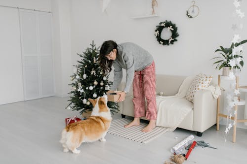 Woman in Gray Sweater Showing the Box to Her Corgi Dog