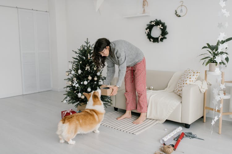 Woman In Gray Sweater Showing The Box To Her Corgi Dog