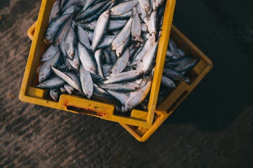 https://antinfoods.com/wild-caught-fish-an-tin-foods/