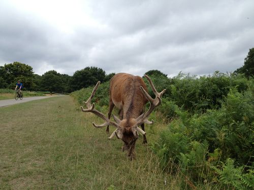 Free stock photo of deer, richmond, richmond park Stock Photo