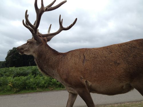 Free stock photo of deer, richmond, richmond park Stock Photo