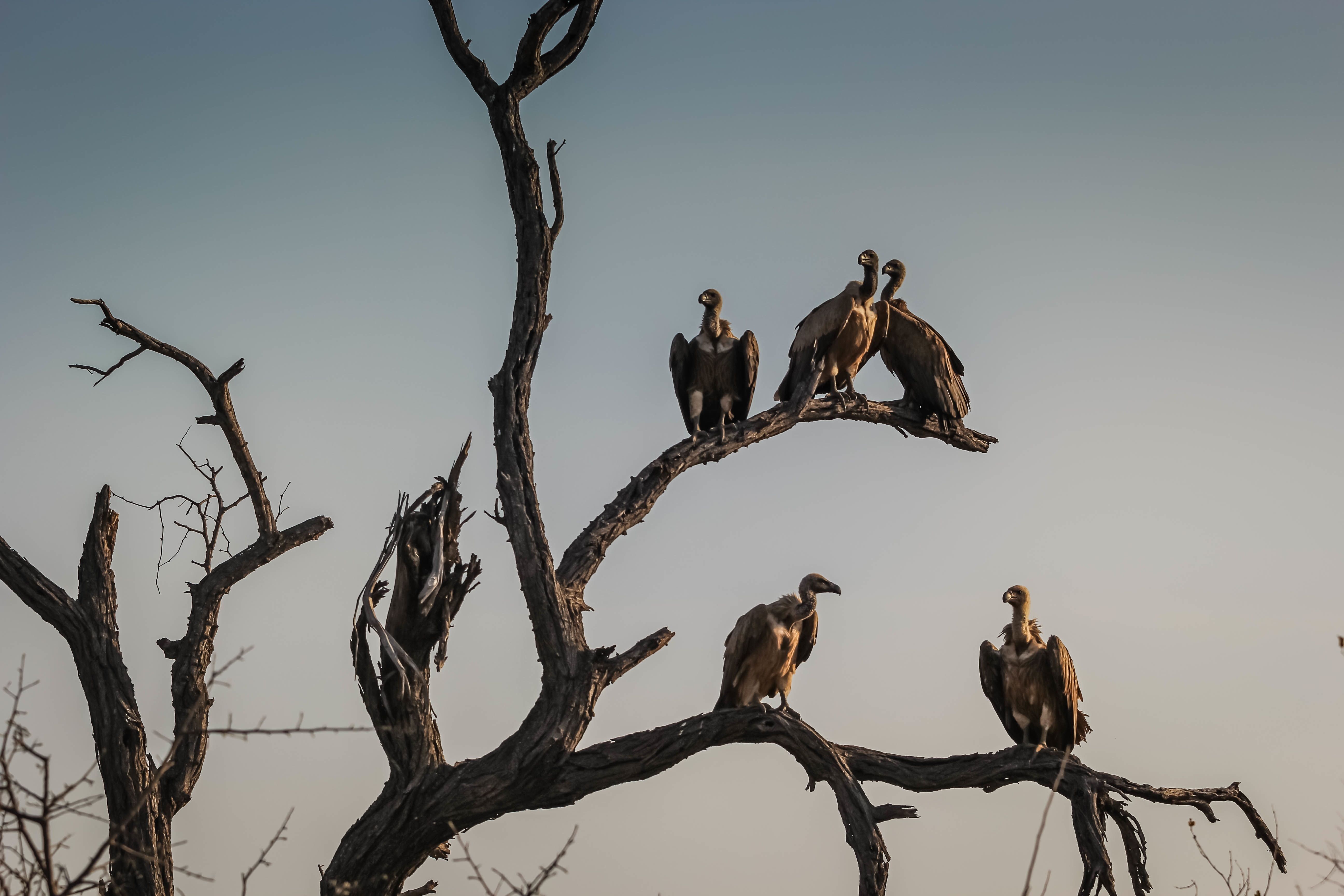 Foto Stok Gratis Tentang Burung Nasar Condor Jalan Raya