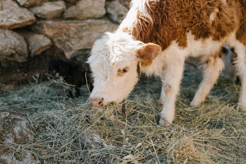 Cute calf grazing frozen grass on farm