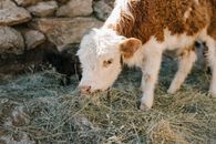 Cute calf grazing frozen grass on farm