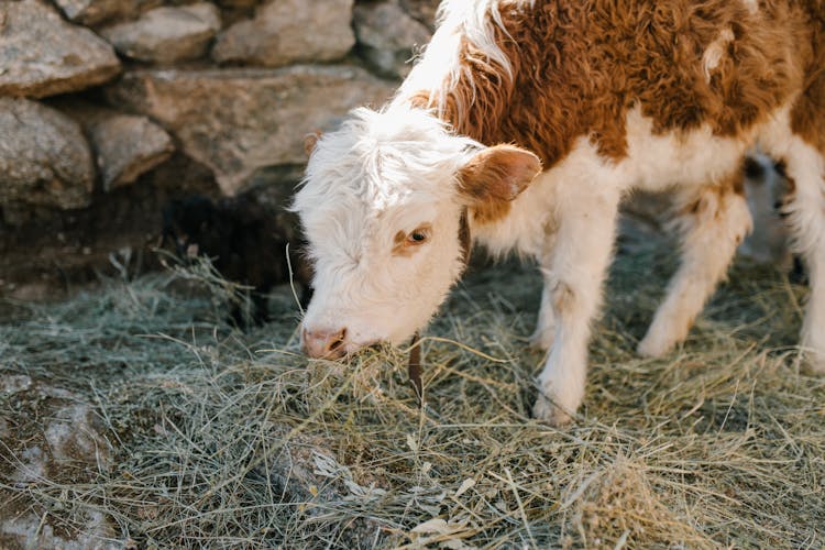 Cute Calf Grazing Frozen Grass On Farm