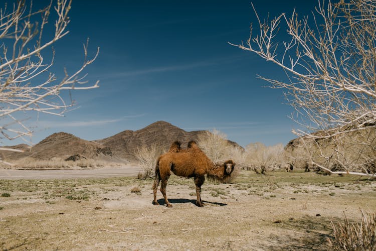 Wild Camel In Sunny Winter Day