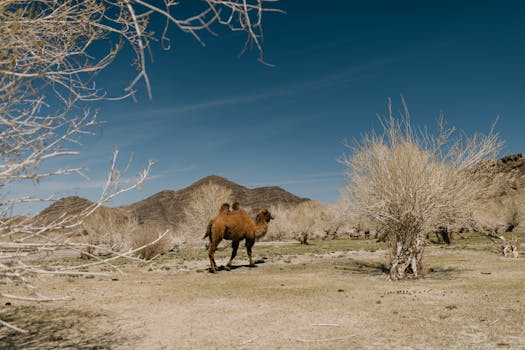 Bactrian camel roaming in Mongolia's dry landscape under a blue sky.