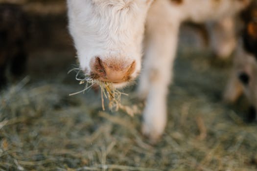 A charming close-up of a young cow eating hay, capturing the rural farm atmosphere.