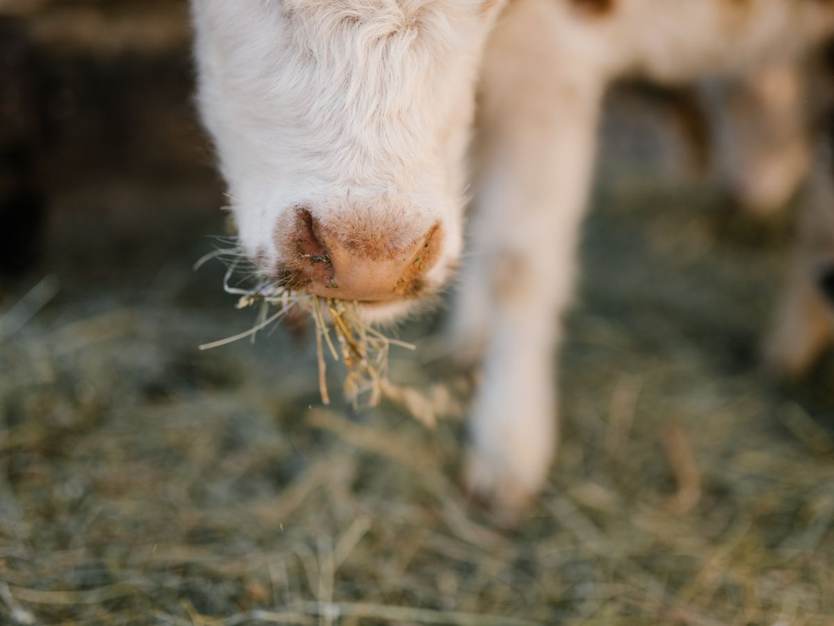 Young calf eating hay