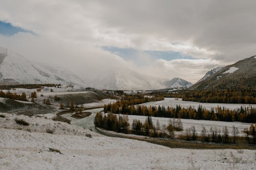 Spectacular scenery of mountains and hills under snow near coniferous trees on terrain in winter