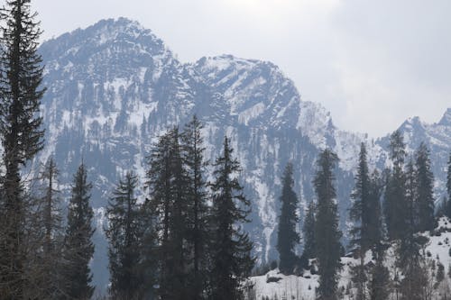Green Pine Trees Near Snow Covered Mountains