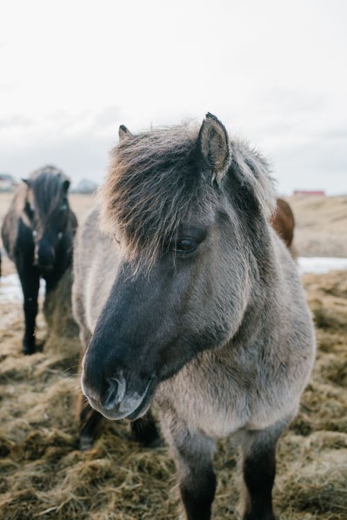 Free Two Icelandic horses standing in a snowy field, showcasing the breed's unique features and winter coat. Stock Photo