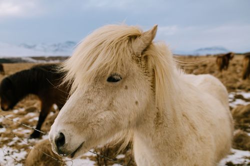 Free A serene Icelandic horse with a snowy background in Iceland's natural landscape. Stock Photo