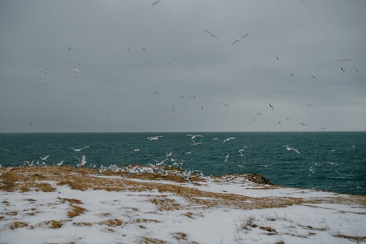 Seagulls soar above a snowy coastal landscape in Iceland, capturing the serene beauty of winter.