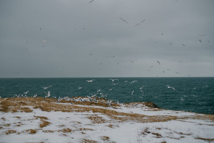 Birds Over Sea Shore