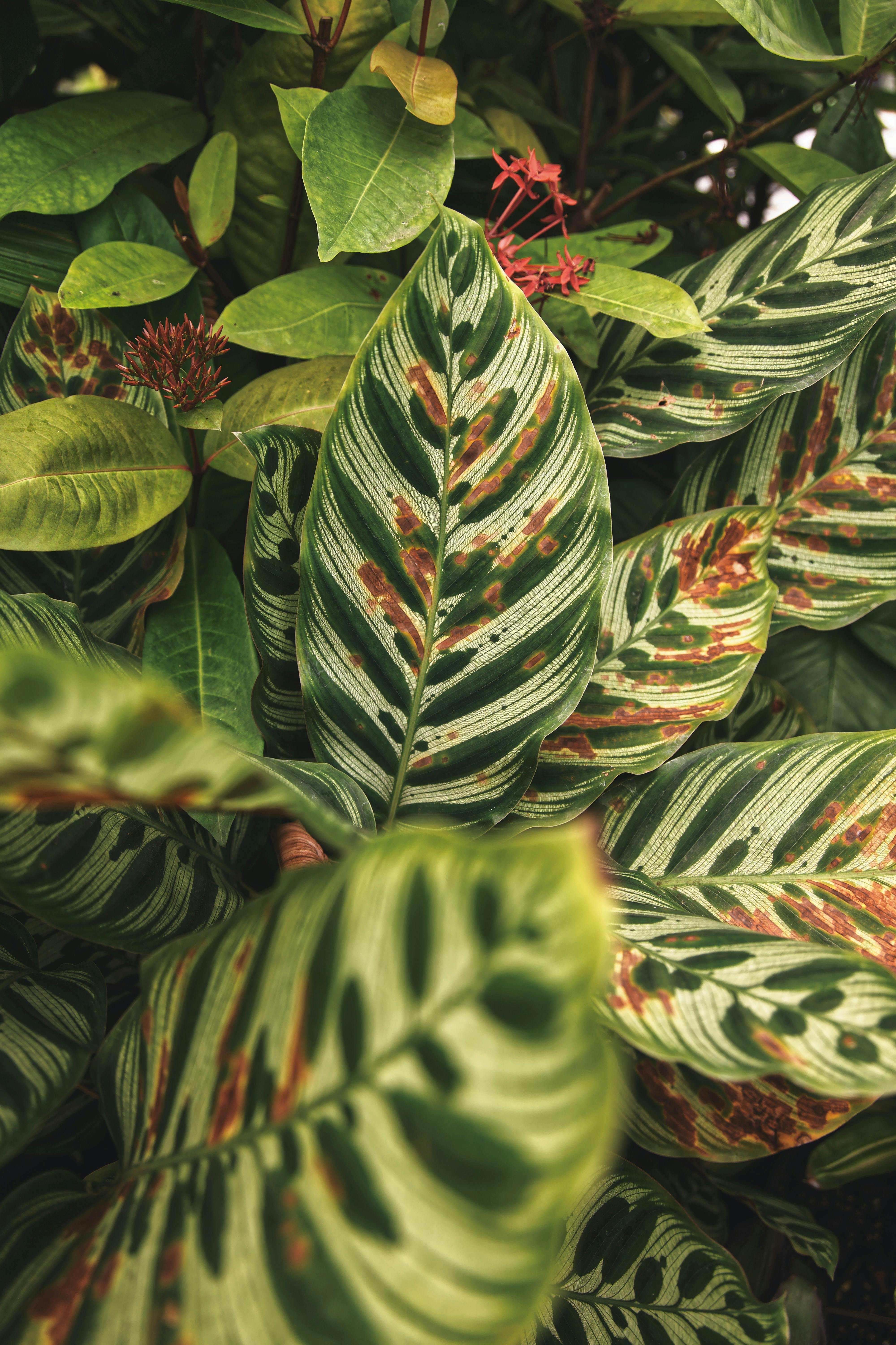 Green and Red Leaves Plant · Free Stock Photo