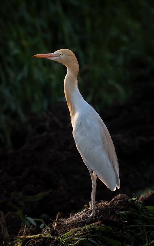 Calm graceful heron with long beak on terrain with roots and herb in wild nature on blurred background
