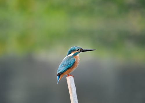 Free stock photo of bird, hunting, kingfisher