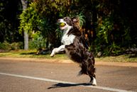 Black and White Border Collie Running on Road