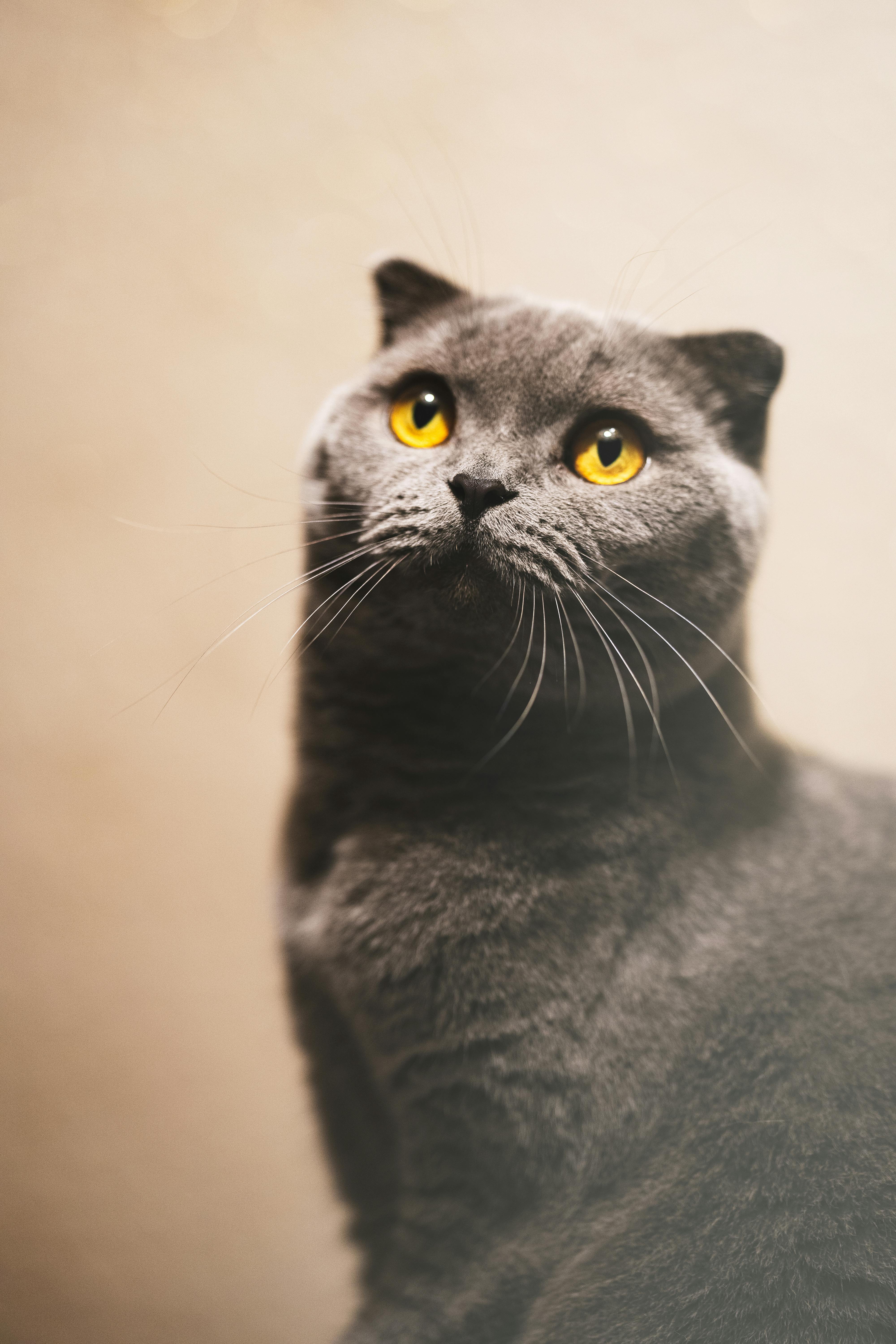 中性背景下，一只黄眼睛引人注目的苏格兰折耳猫肖像，令人惊叹