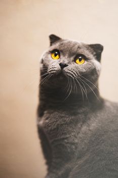 中性背景下，一只黄眼睛引人注目的苏格兰折耳猫肖像，令人惊叹