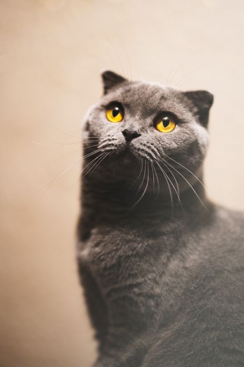 Free Stunning portrait of a Scottish Fold cat with striking yellow eyes against a neutral background. Stock Photo