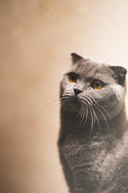 Darmowe zdjęcie z galerii z kot, oko, patrzący