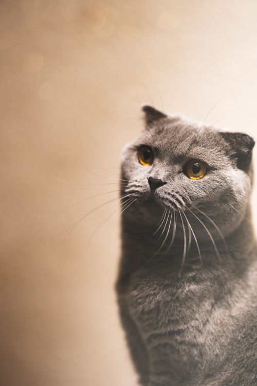 Free Close-up portrait of a Scottish Fold cat with yellow eyes and grey fur, looking curious. Stock Photo