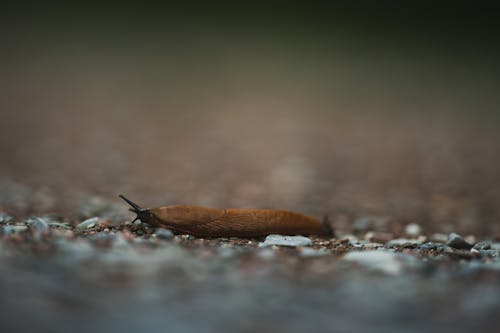 기는, 느린, 동물의 무료 스톡 사진