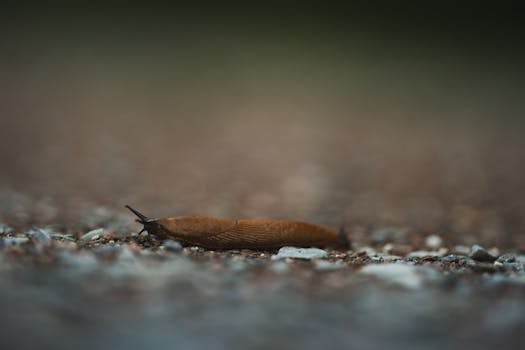 A brown slug crawling on a gravel surface, captured with depth of field outdoors.