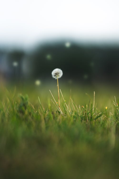 Fotos de stock gratuitas de al aire libre, campo, césped