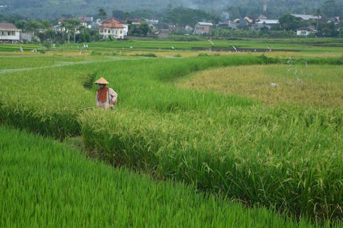 Farmer in a Rice Plantation 
