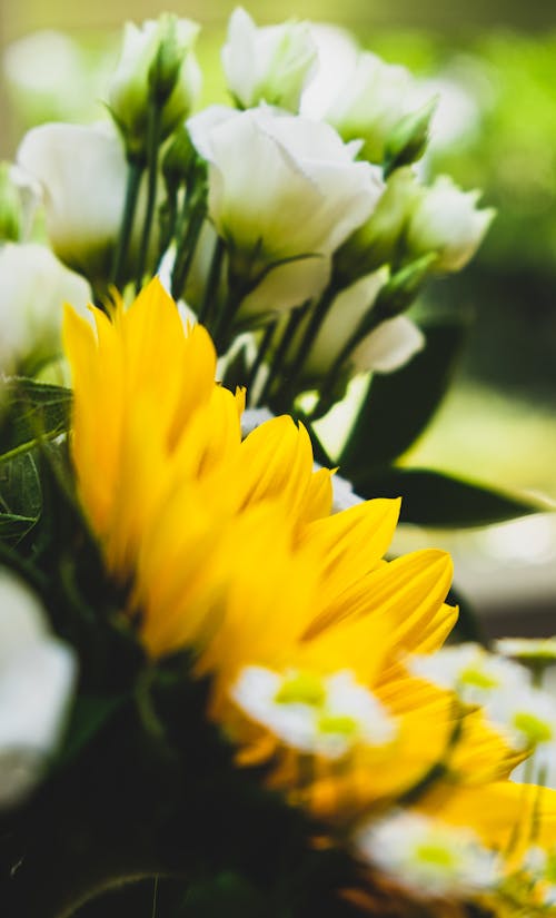 คลังภาพถ่ายฟรี ของ การถ่ายภาพดอกไม้, ดอกกุหลาบ, ดอกไม้