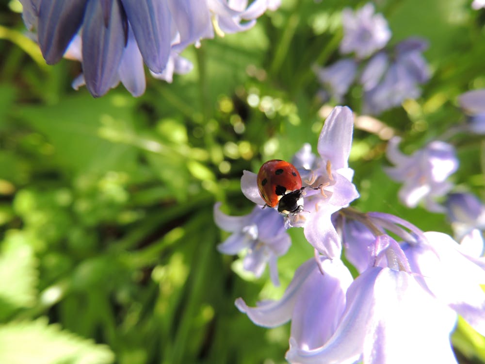 昼間のピンクの花びらの花のてんとう虫